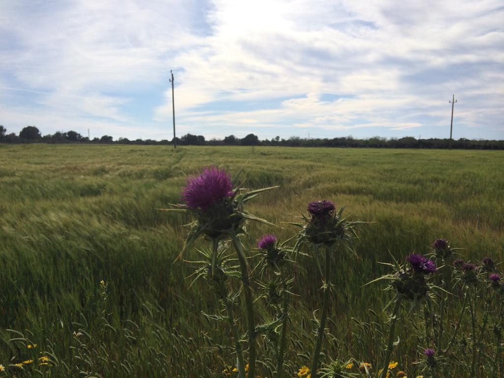 Sa Bassa Crua Agroturismo Sa Torre Zewnętrze zdjęcie